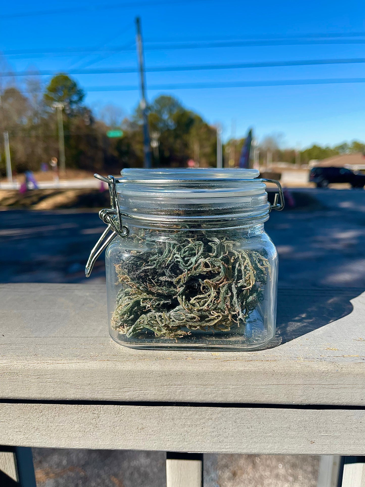 Dried Wildcrafted Green Sea Moss