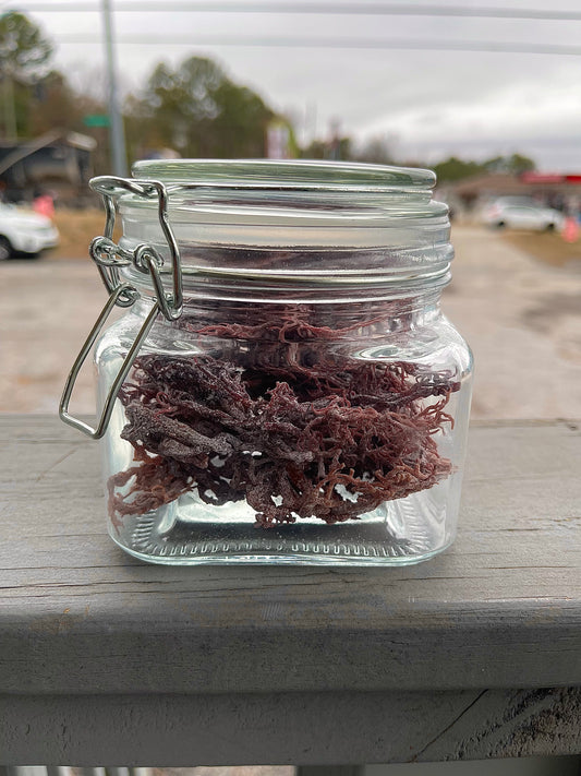 Dried Wildcrafted Purple Sea Moss